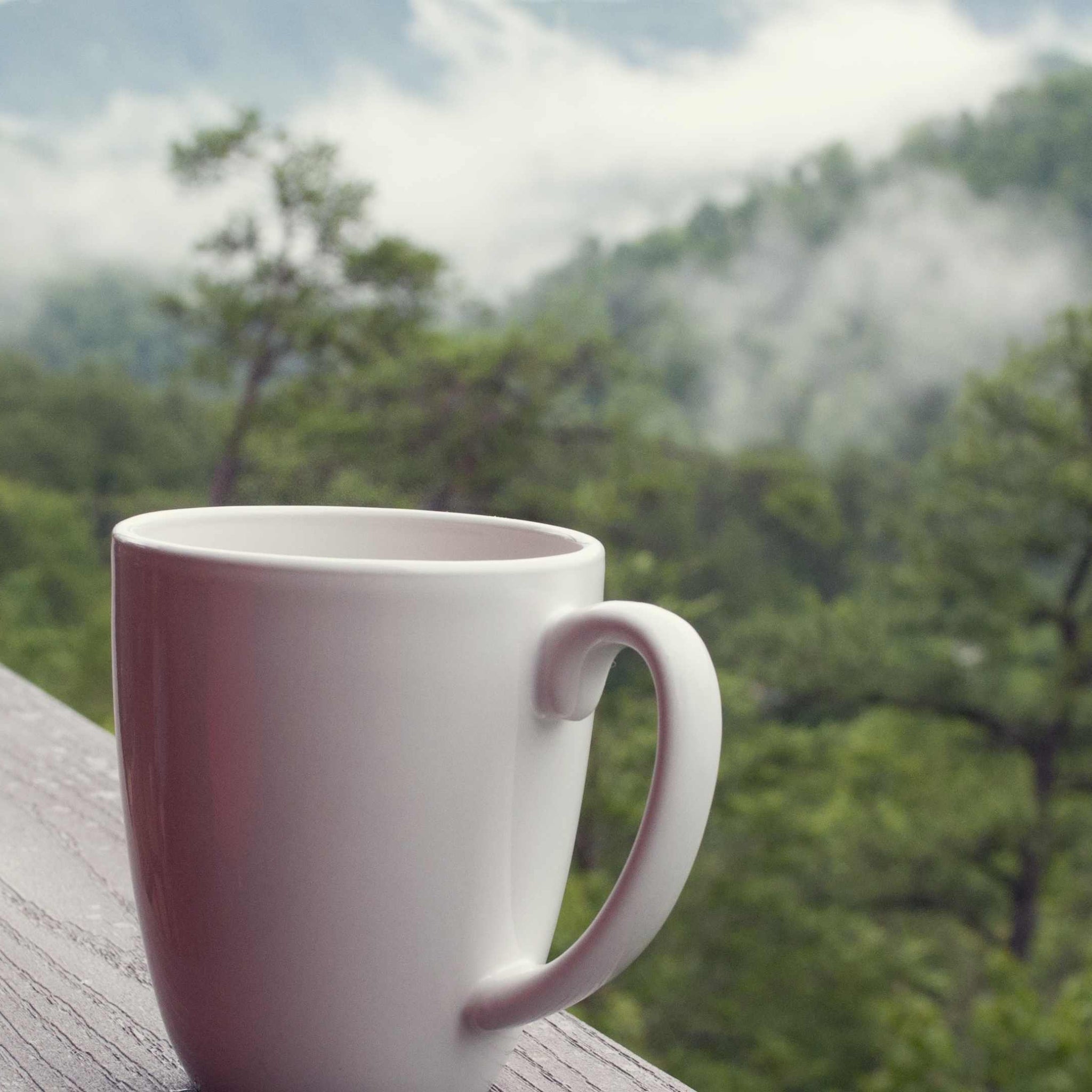 Café de especialidad vs. Café comercial: ¡el duelo definitivo!